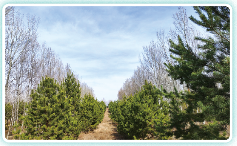 Million Tree Project